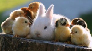 No uso de animales en la cosmética vegana